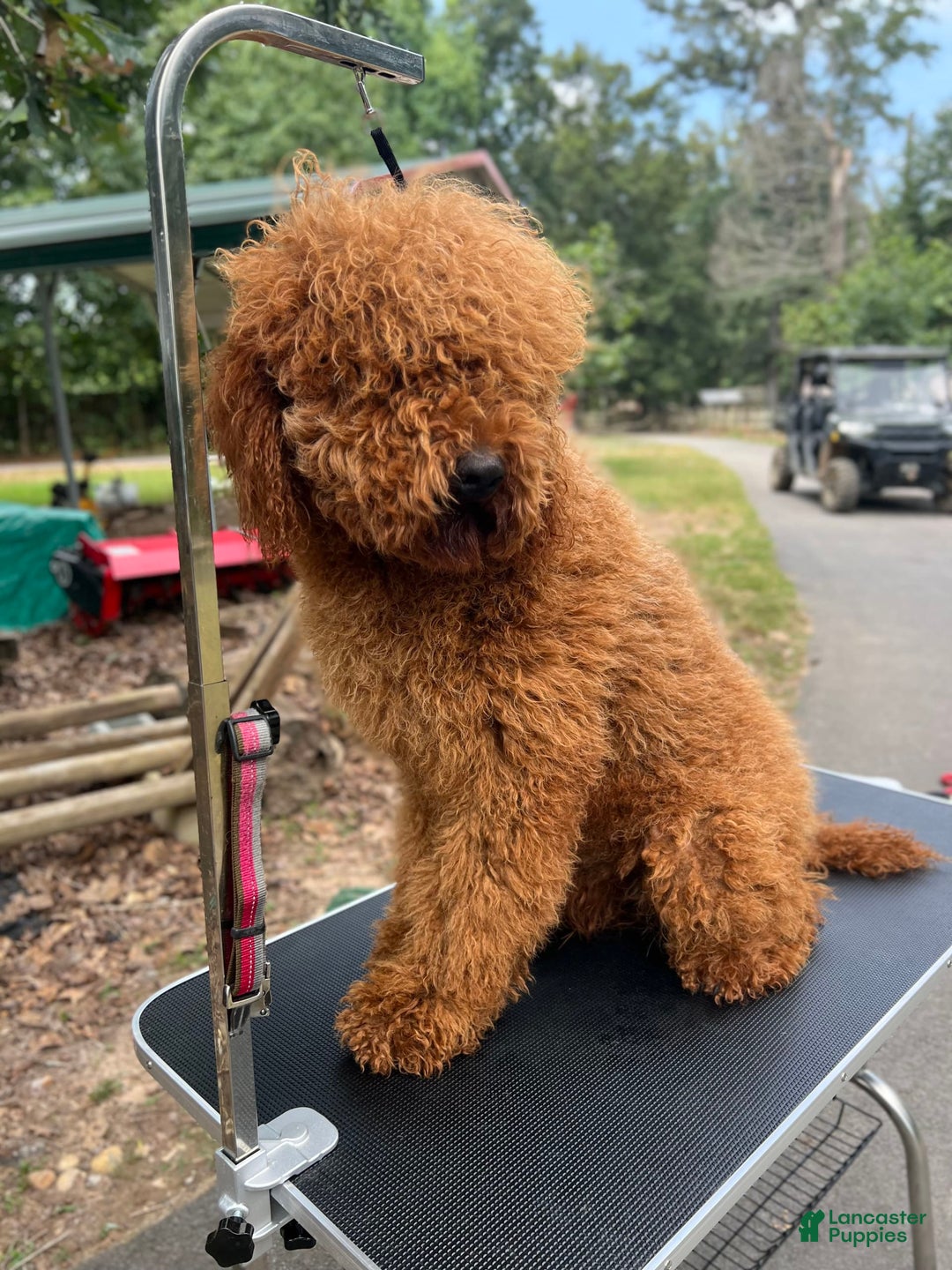 Standard Poodle dogs for sale: Trixie Orange Collar Poodle - Image 6