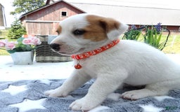 Jack Russell Terrier dogs for sale: Korby - Image 3