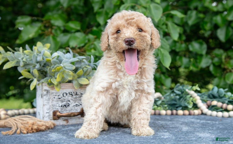 Miniature Poodle dogs for sale - Ad 5