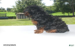 Yorkiepoo dogs for sale: Mia - Image 19