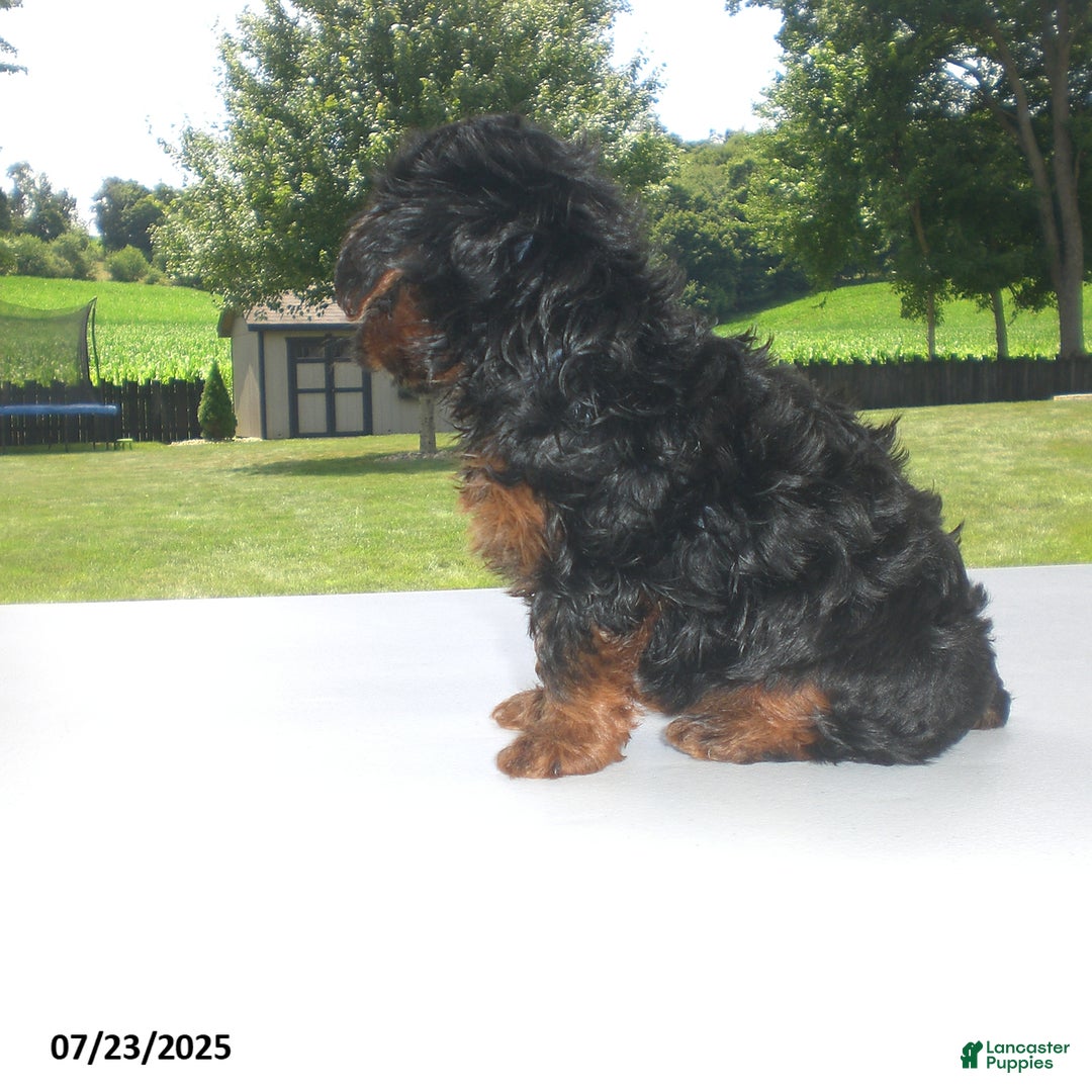 Yorkiepoo dogs for sale: Mia - Image 19