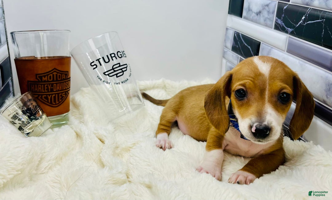 Miniature Dachshund dogs for sale: Jasper - Image 9