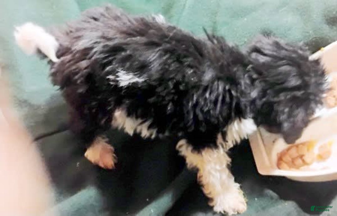 Cavapoo dogs for sale: Charlie - Image 14