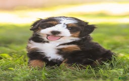 Mini Bernedoodle dogs for sale: Mary - Image 4