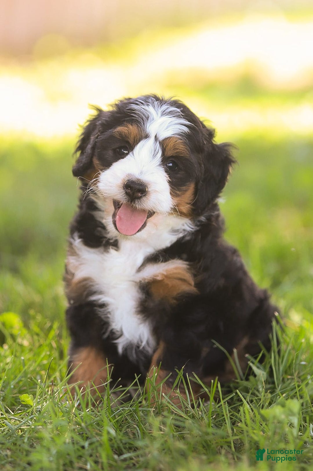 Mini Bernedoodle dogs for sale: Mary - Image 4