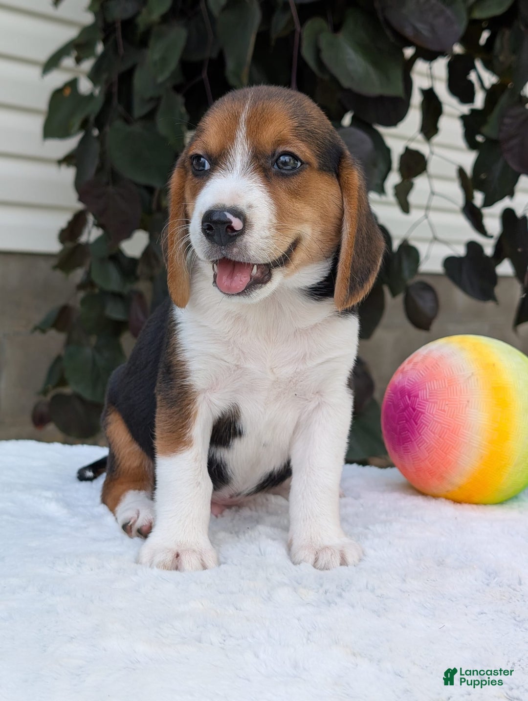 Beagle dogs for sale: Benji - Image 9