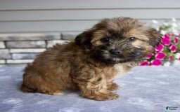 Shorkie dogs for sale: Enzo - Image 1