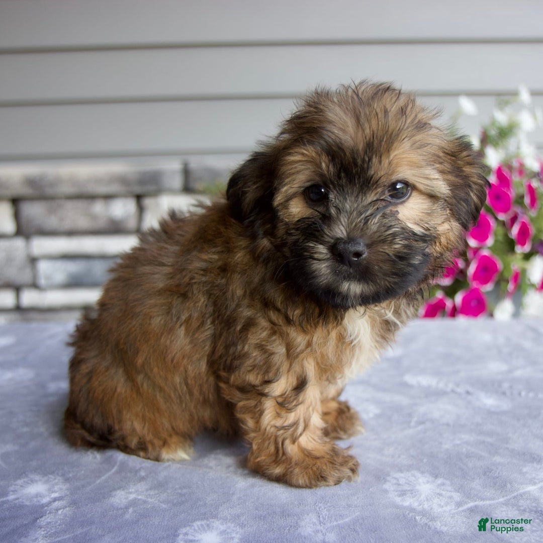 Shorkie dogs for sale: Enzo - Image 1