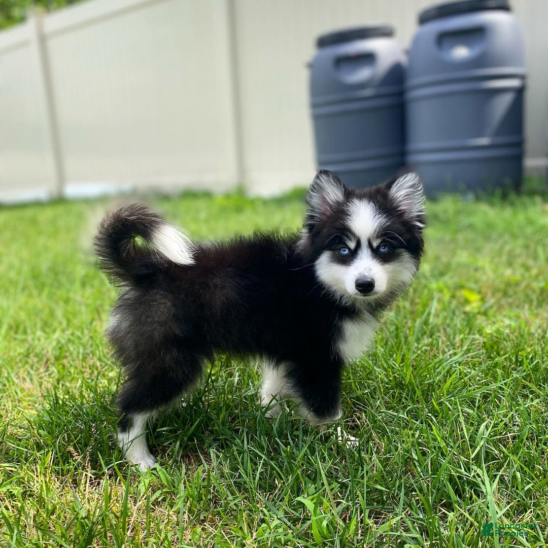 Pomsky dogs for sale: Luffy - Image 10