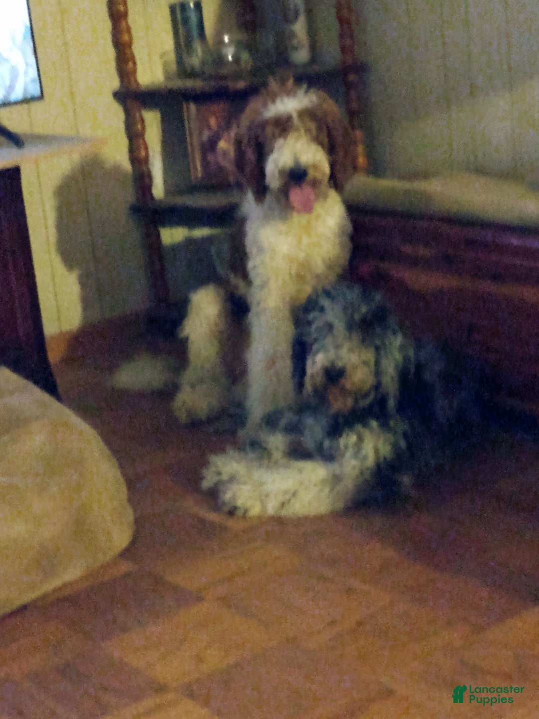 Goldendoodle dogs for sale: Dusty - Image 3