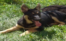 German Shepherd dogs for sale: Heidi - Image 14