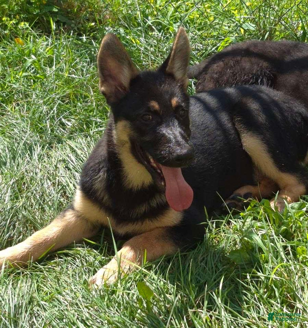 German Shepherd dogs for sale: Heidi - Image 14