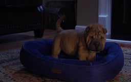 Shar Pei dogs for sale: Rolo - Image 9