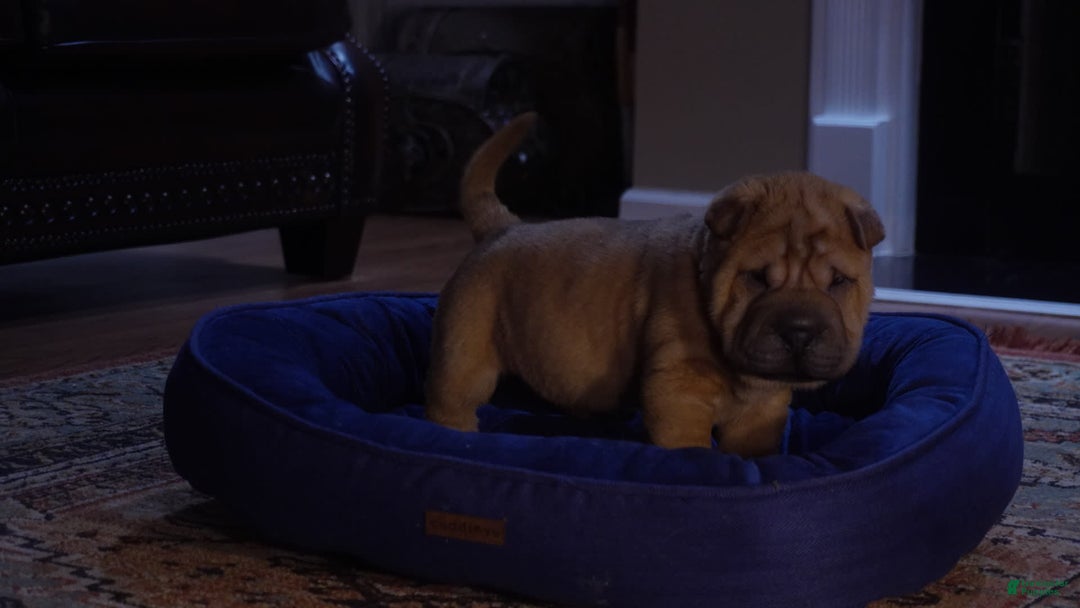 Shar Pei dogs for sale: Rolo - Image 9