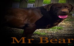 Labrador Retriever dogs for stud: Mr Bear - Image 6