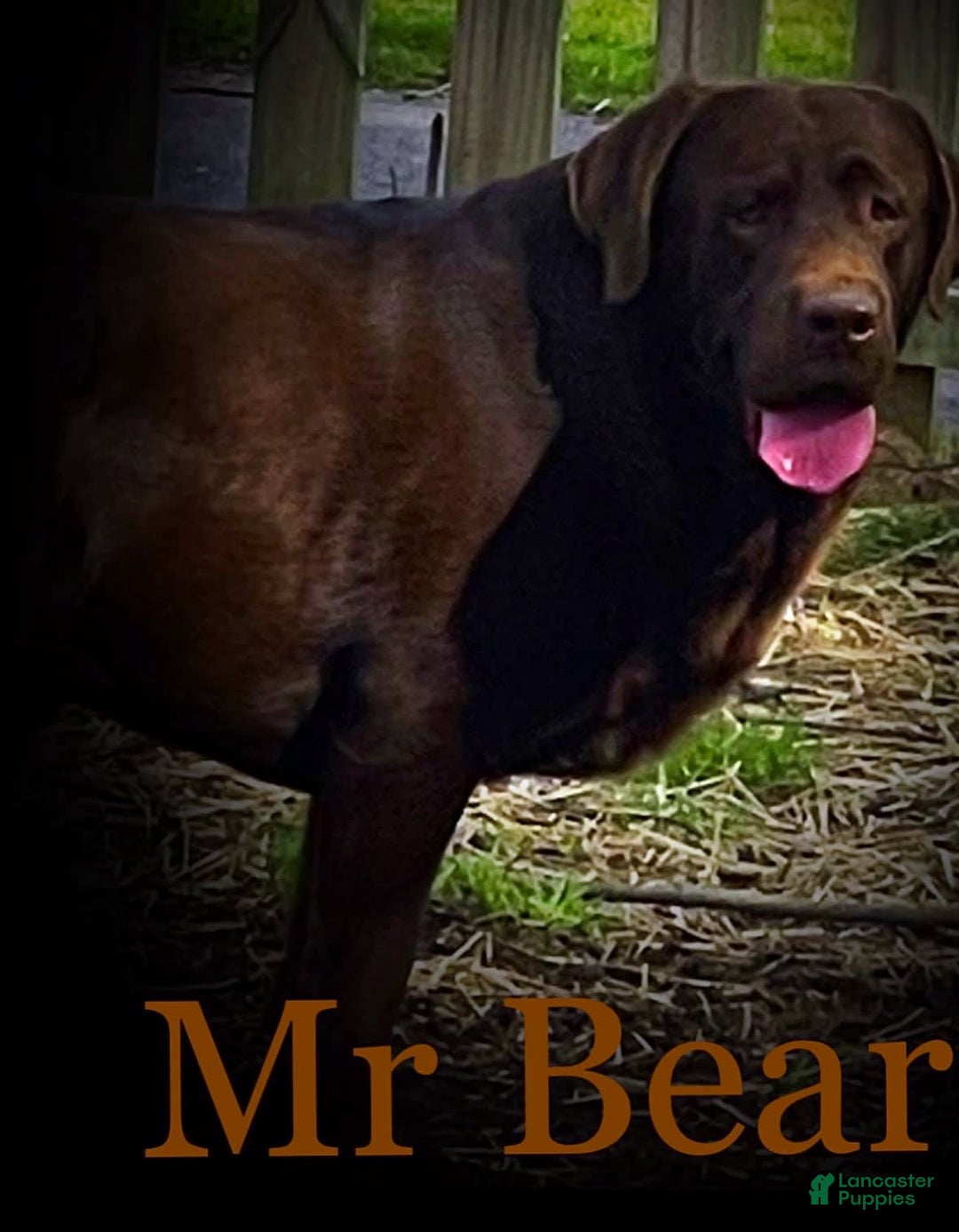 Labrador Retriever dogs for stud: Mr Bear - Image 6