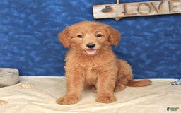 Goldendoodle dogs for sale: Lora - Image 4