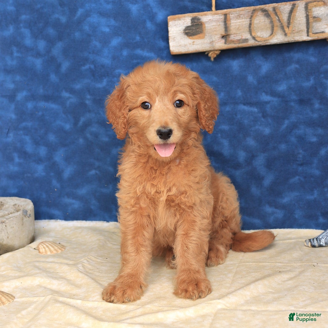 Goldendoodle dogs for sale: Lora - Image 4