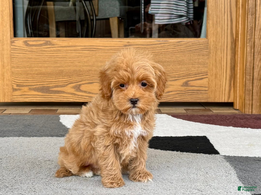 Maltipoo dogs for sale: Tanner - Image 4