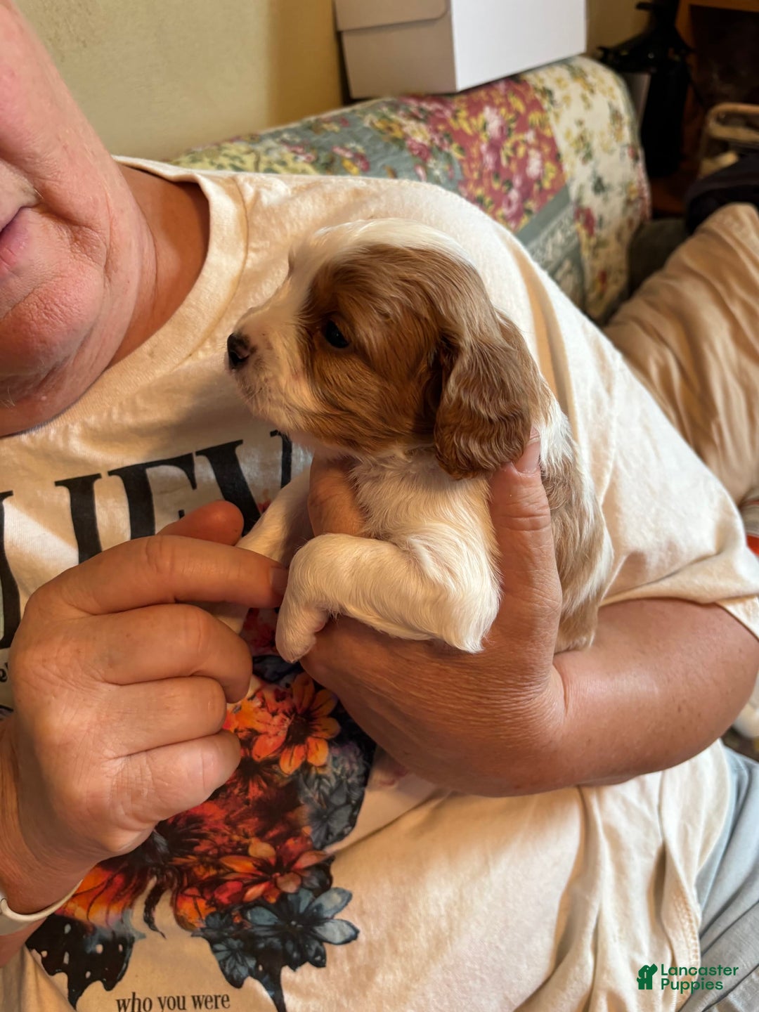 Cavapoo dogs for sale: Keno - Image 11