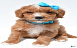 Mini Goldendoodle dogs for sale: Toby - Image 3