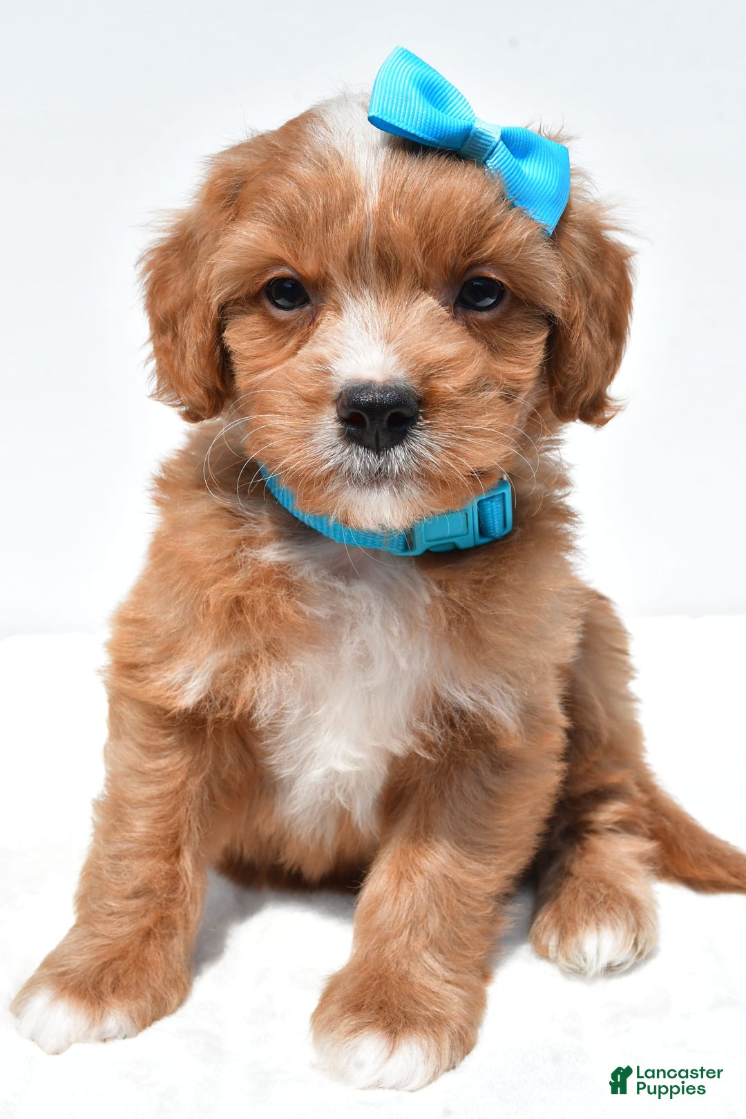 Mini Goldendoodle dogs for sale: Toby - Image 3