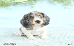 Miniature Dachshund dogs for sale: Korey - Image 4