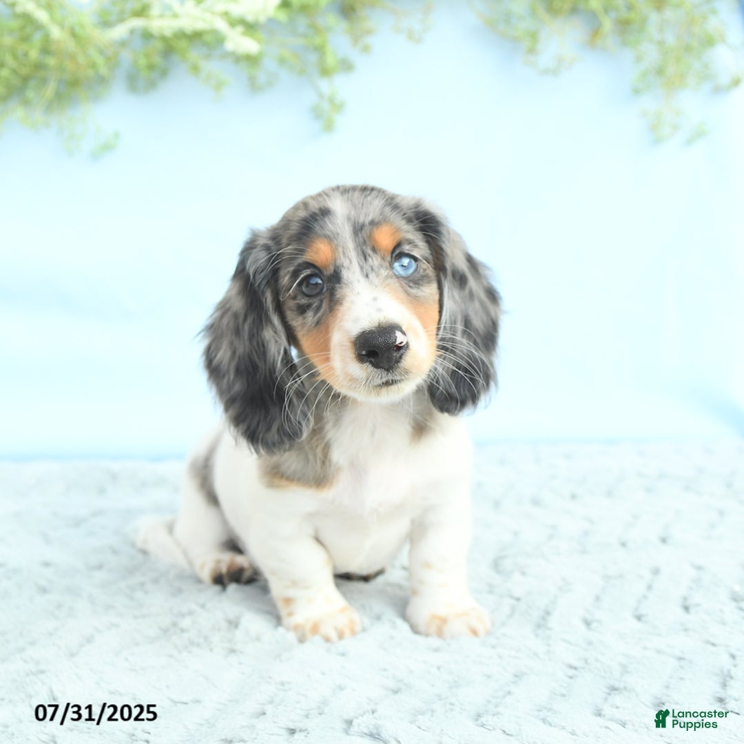 Miniature Dachshund dogs for sale: Korey - Image 4