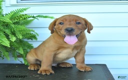 Labrador Retriever dogs for sale: Yoko - Image 1