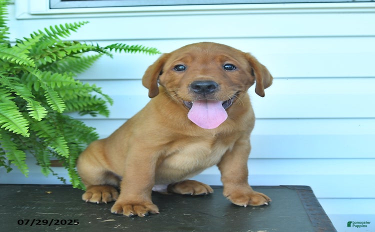 Labrador Retriever dogs for sale - Ad 3