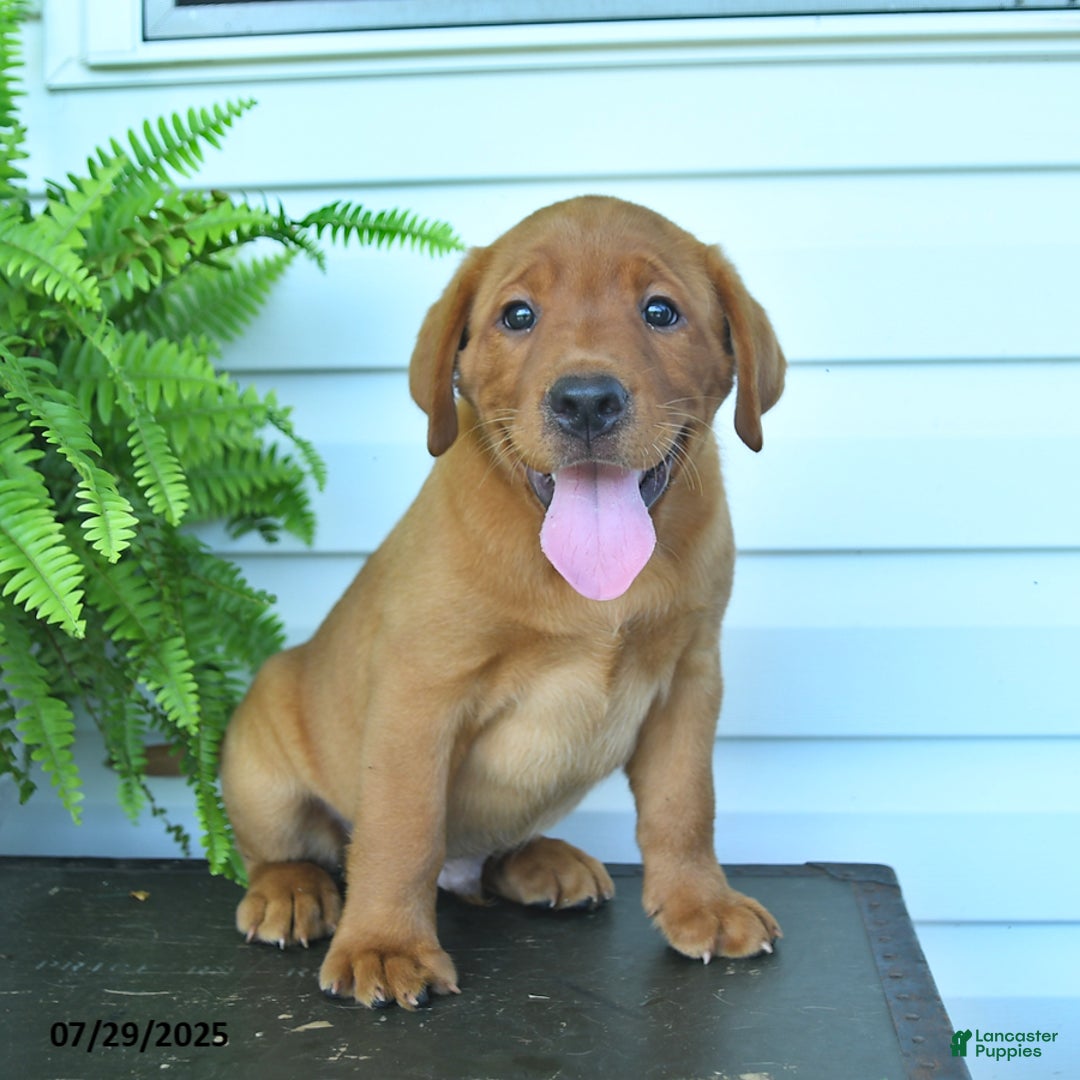 Labrador Retriever dogs for sale: Yoko - Image 1