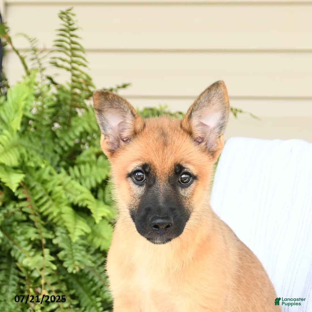Pomsky dogs for sale: Thea - Image 8