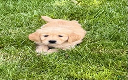 Golden Retriever dogs for sale: Fenn - Image 2