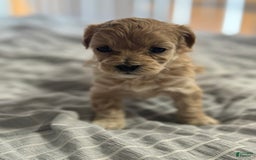 Maltipoo dogs for sale: Penny - Image 2