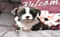 Cavalier King Charles Spaniel dogs for sale: Melanie Ruth - Image 1