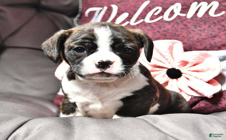 Cavalier King Charles Spaniel dogs for sale - Ad 3