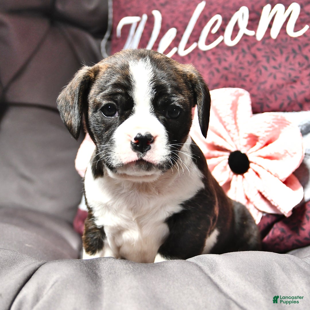 Cavalier King Charles Spaniel dogs for sale: Melanie Ruth - Image 1
