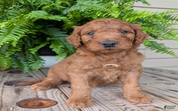 Goldendoodle dogs for sale: Dash - Image 37