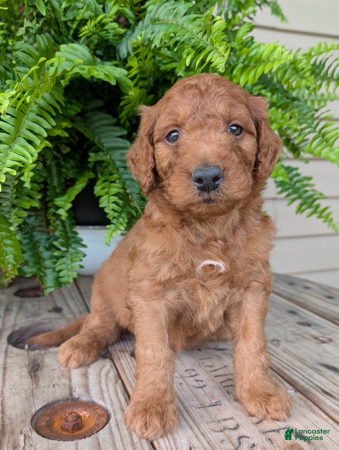 Goldendoodle dogs for sale: Dash - Image 37
