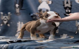 American Bully dogs for sale: Rose - Image 1