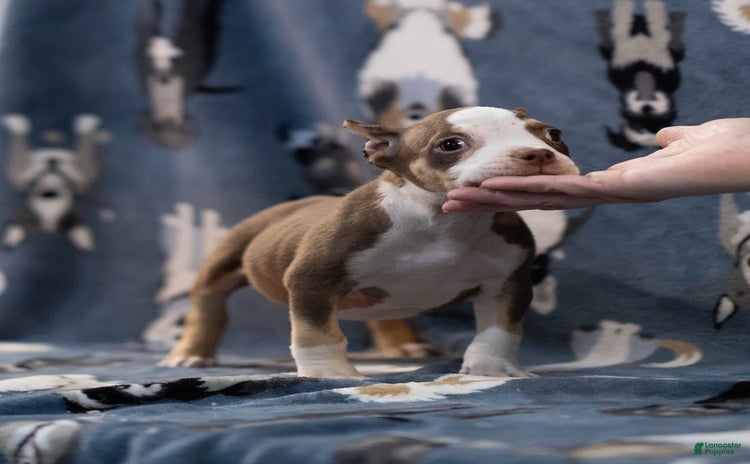 American Bully dogs for sale - Ad 1