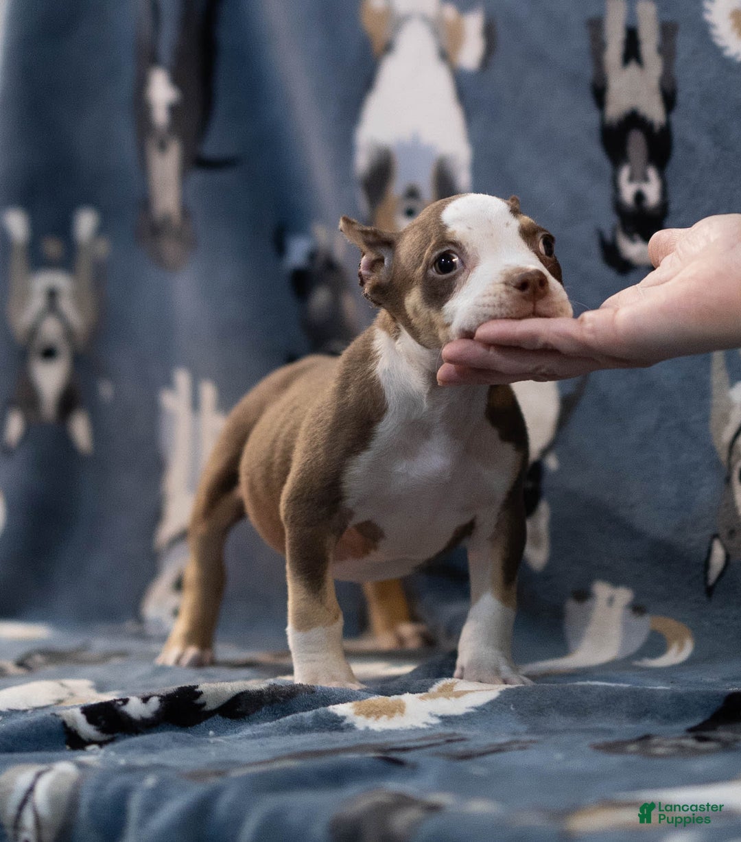 American Bully dogs for sale: Rose - Image 1