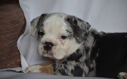 Beabull dogs for sale: Diamond - Image 3
