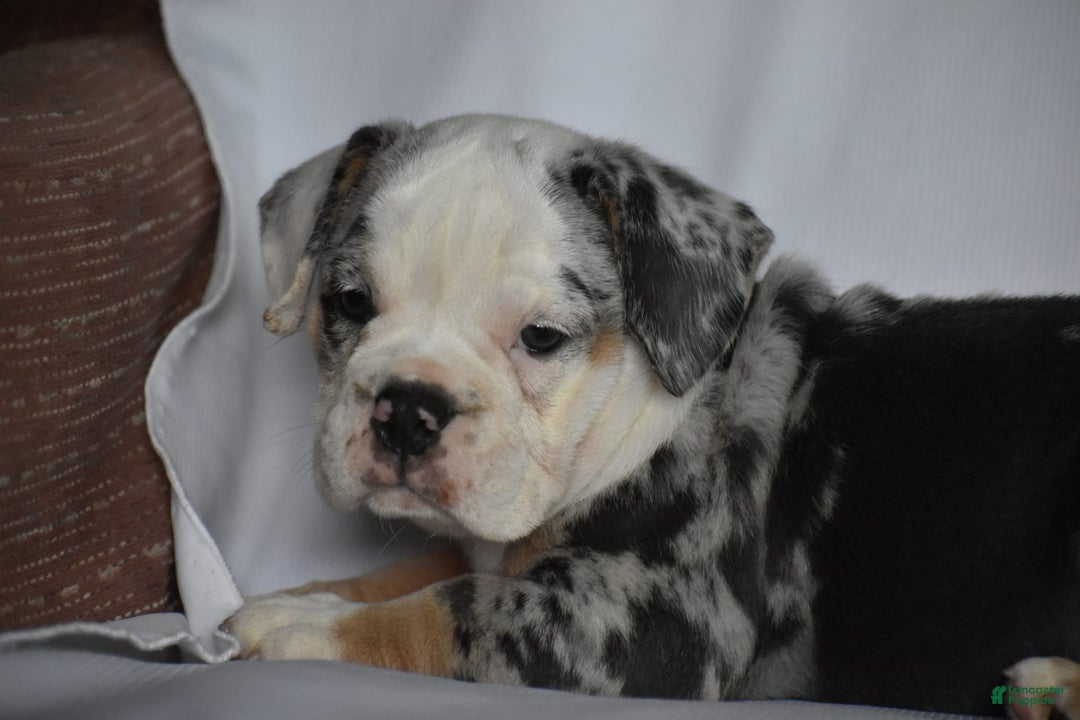Beabull dogs for sale: Diamond - Image 3