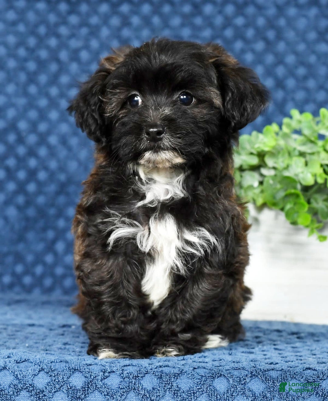 Havapoo dogs for sale: Elvis - Image 2