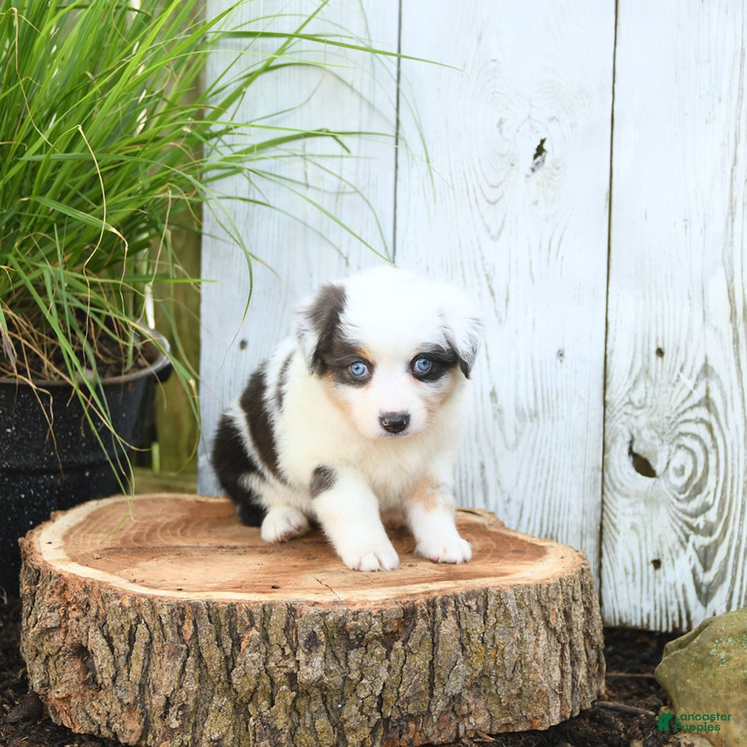 Miniature Australian Shepherd dogs for sale: Holly - Image 6