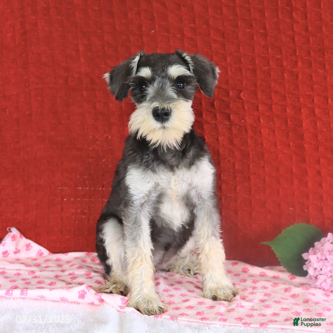 Miniature Schnauzer dogs for sale: Malenna - Image 13