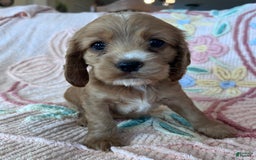 Cocker Spaniel dogs for sale: Sadie - Image 2