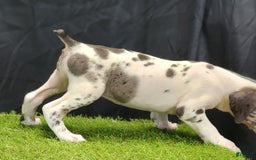 Catahoula Leopard Dog dogs for sale: Diamond 2025 F3 - Image 4