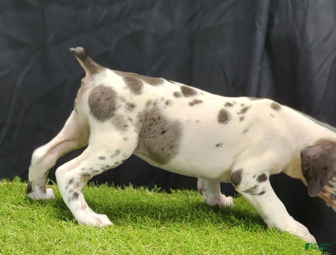 Catahoula Leopard Dog dogs for sale: Diamond 2025 F3 - Image 4